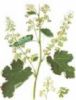 Macleaya Cordata Extract